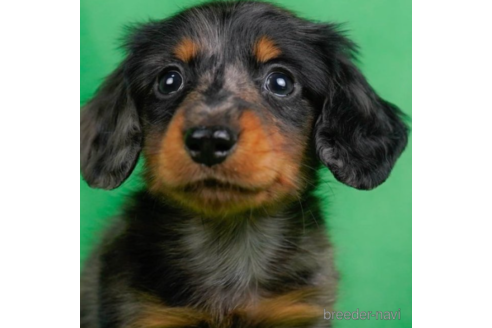 成約済の東京都のミニチュアダックスフンド(ロングヘアード)-227653の1枚目